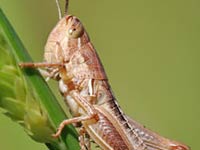 Grasshopper image