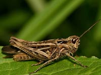 Grasshopper image