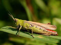 Grasshopper image