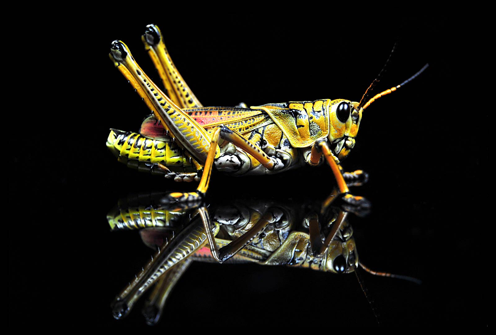 free Grasshopper wallpaper wallpapers download