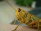 Grasshopper wallpaper