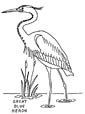 Great Blue Heron coloring page