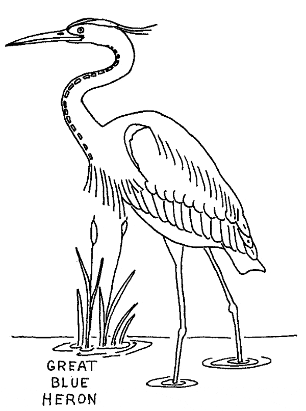 great blue heron coloring 01