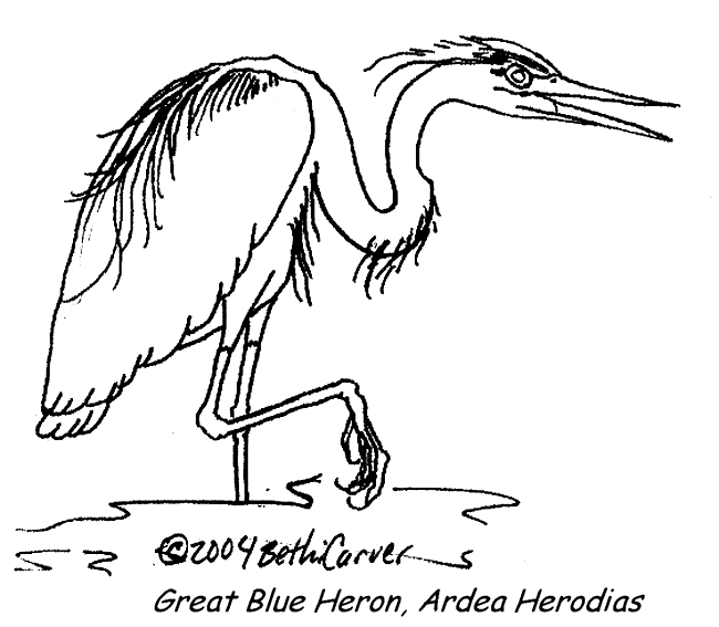 great blue heron coloring 03