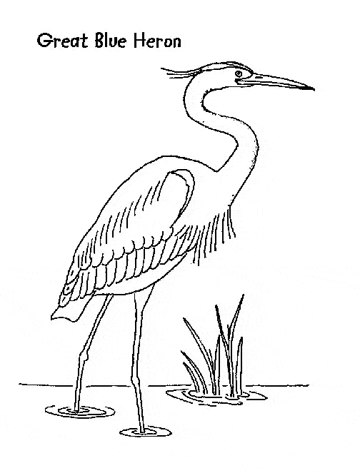 great blue heron coloring 04