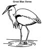 Great Blue Heron coloring page