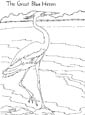 herron coloring page