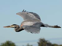 Great Blue Heron image