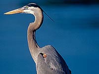 Great Blue Heron picture