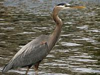 Great Blue Heron image