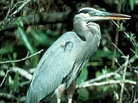 Great Blue Heron image