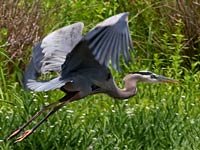 Great Blue Heron picture