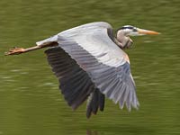 Image of a Great Blue Heron