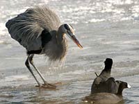 Great Blue Heron