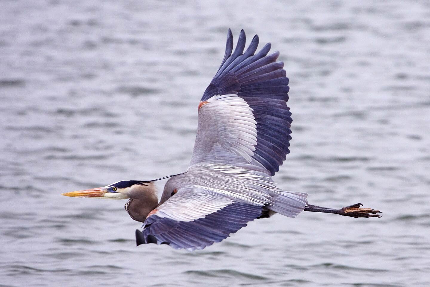 free Great Blue Heron wallpaper wallpapers download