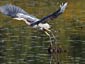 Great Blue Heron wallpaper