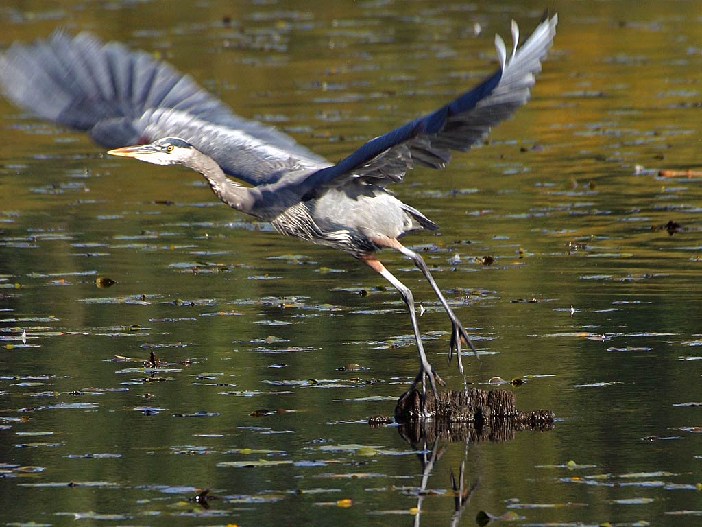 free Great Blue Heron wallpaper wallpapers download