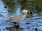 free great blue herron wallpaper