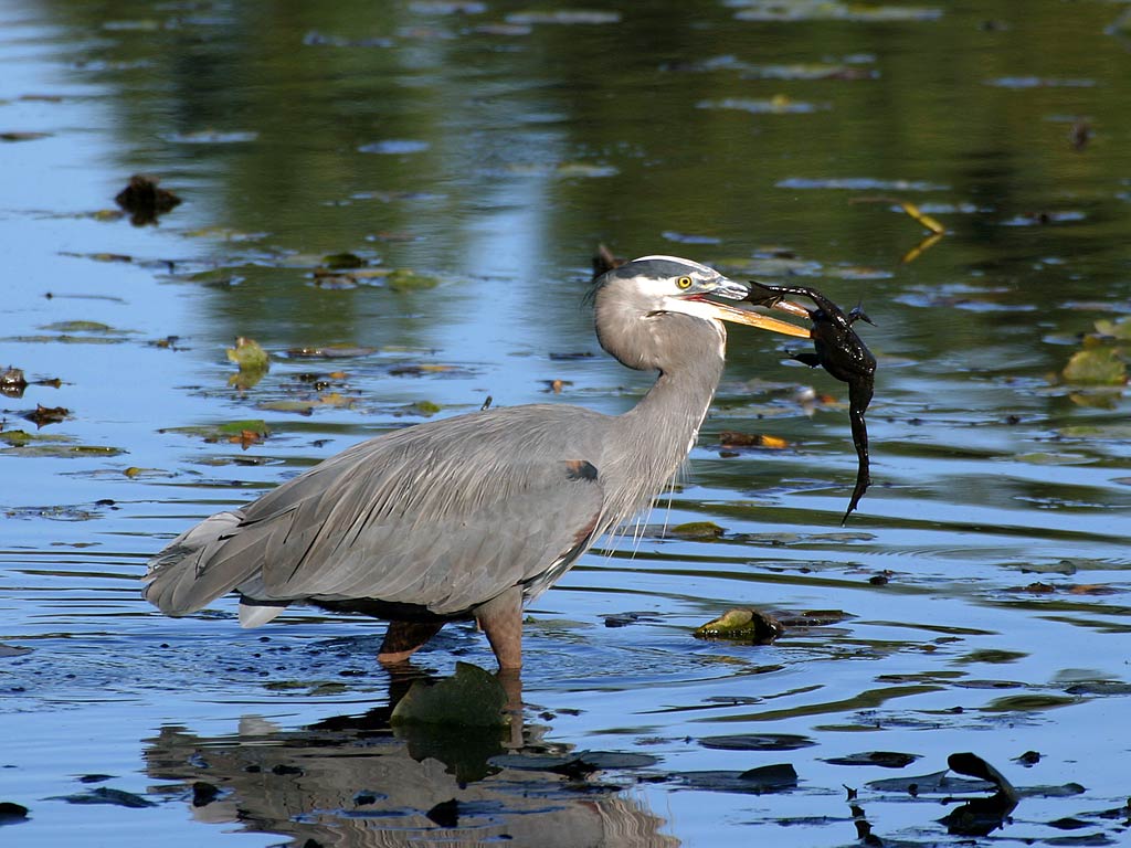 free Great Blue Heron wallpaper wallpapers download