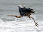 great blue herron desktop wallpaper