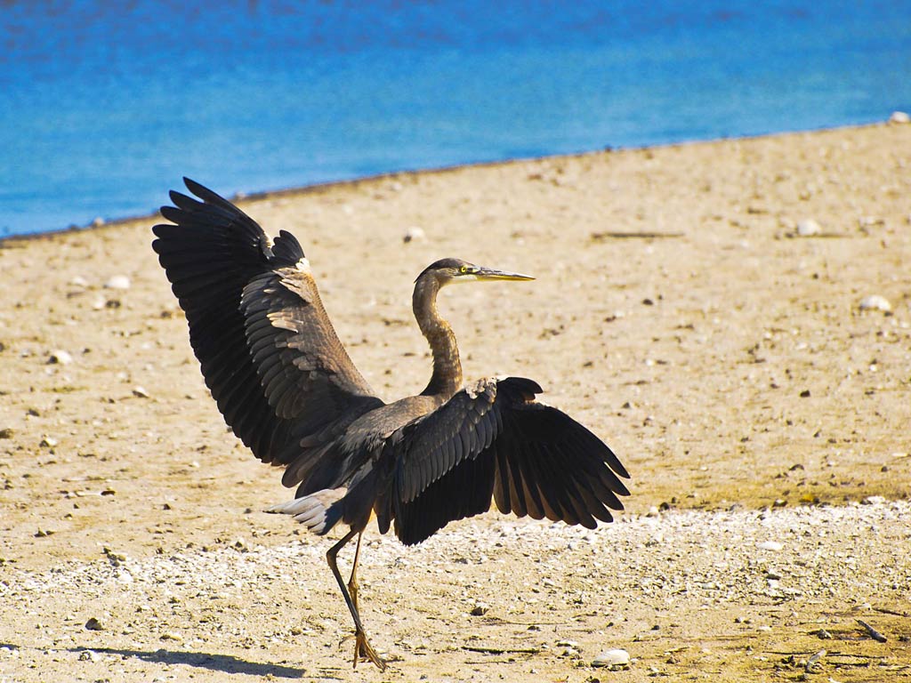 free Great Blue Heron wallpaper wallpapers download