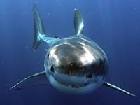 Great White Shark image