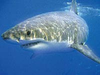 Great White Shark image