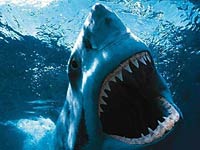 Scary Great White Shark