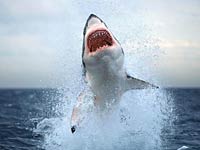 Great White Shark jumping out of the water picture