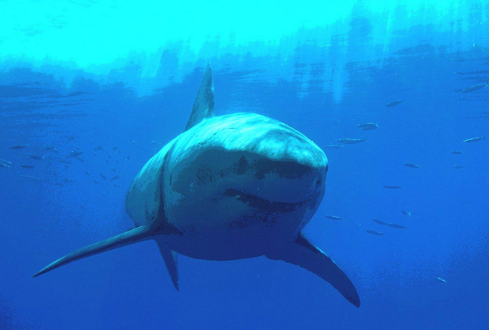 free Great White Shark wallpaper wallpapers download