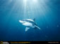 Great White Shark wallpaper