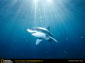 great white shark wallpaper