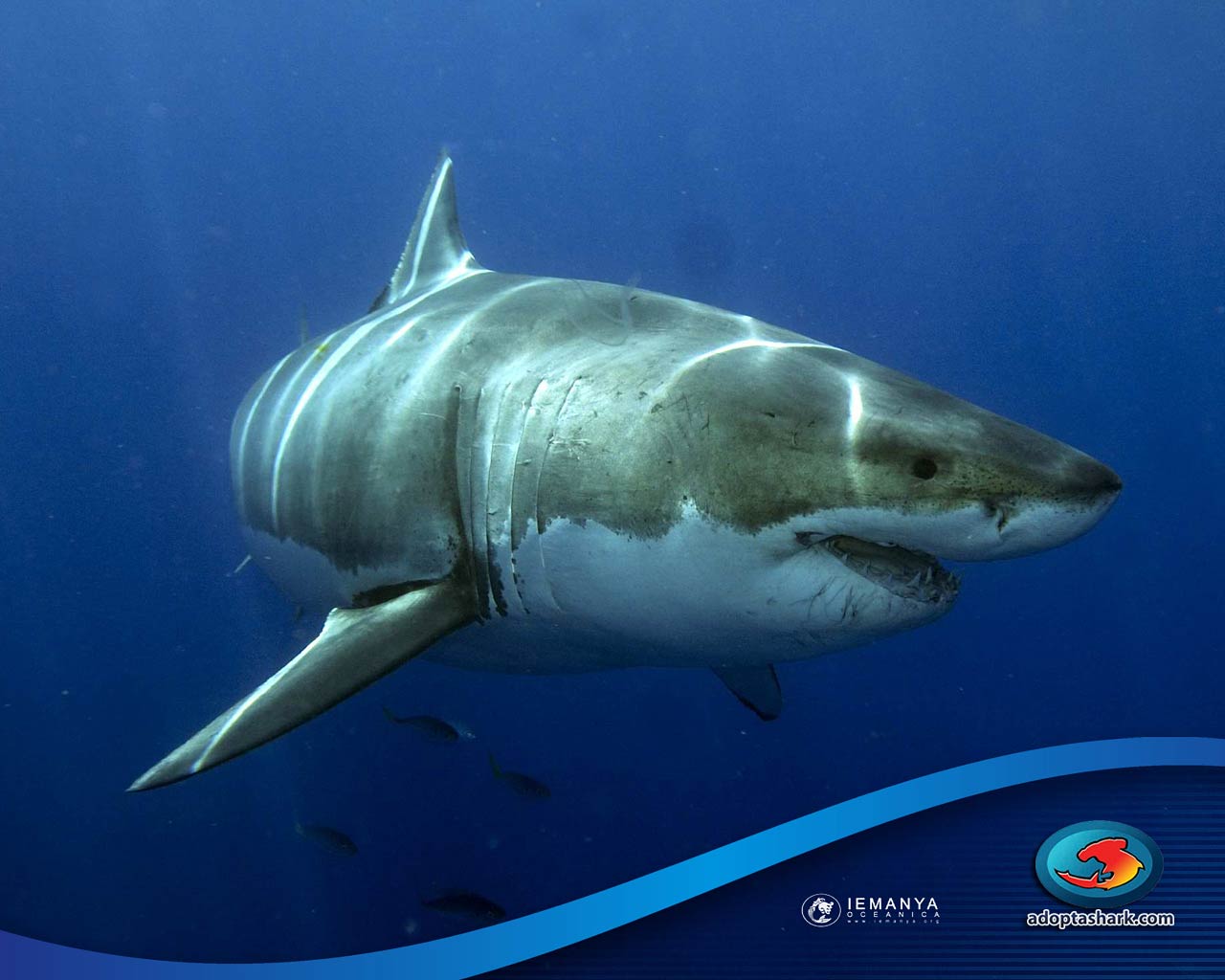 free Great White Shark wallpaper wallpapers and background