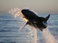 free great white shark wallpaper