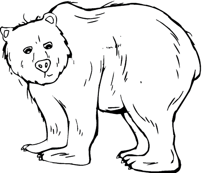 free printable Grizzly Bear coloring page sheet