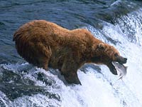 Grizzly Bear fishing
