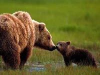 Grizzly Bear mother with her cub