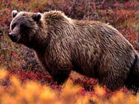 Grizzly Bear image