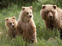 Grizzly Bear image