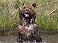 Grizzly Bear image