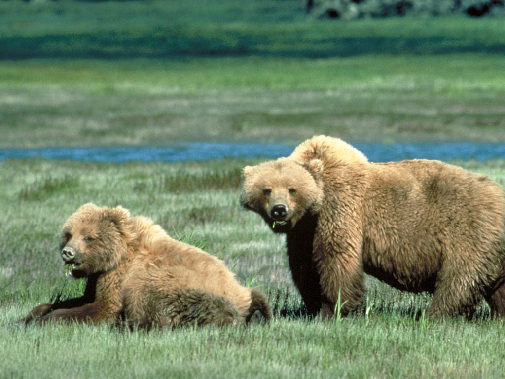 free Grizzly Bear wallpaper wallpapers download