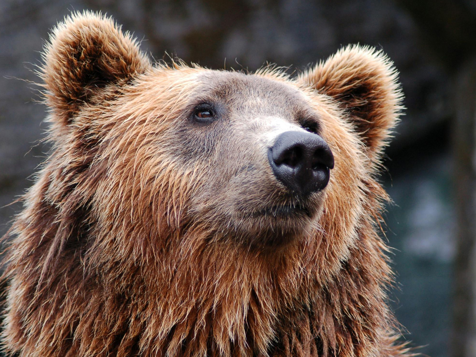 free Grizzly Bear wallpaper wallpapers download