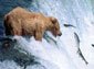 free grizzly bear wallpaper