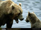 grizzly bear desktop wallpaper