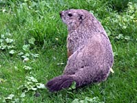 Groundhog image
