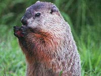 Groundhog picture