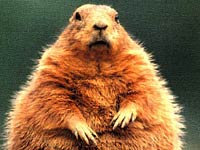 Groundhog picture