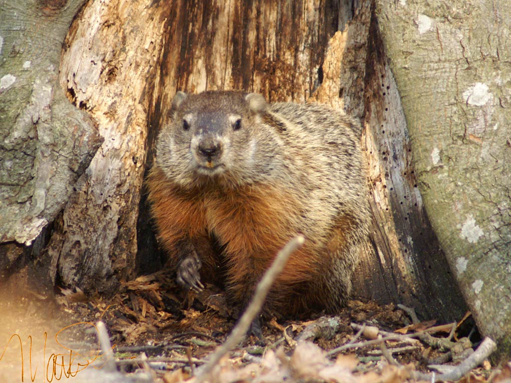 free Groundhog wallpaper wallpapers download