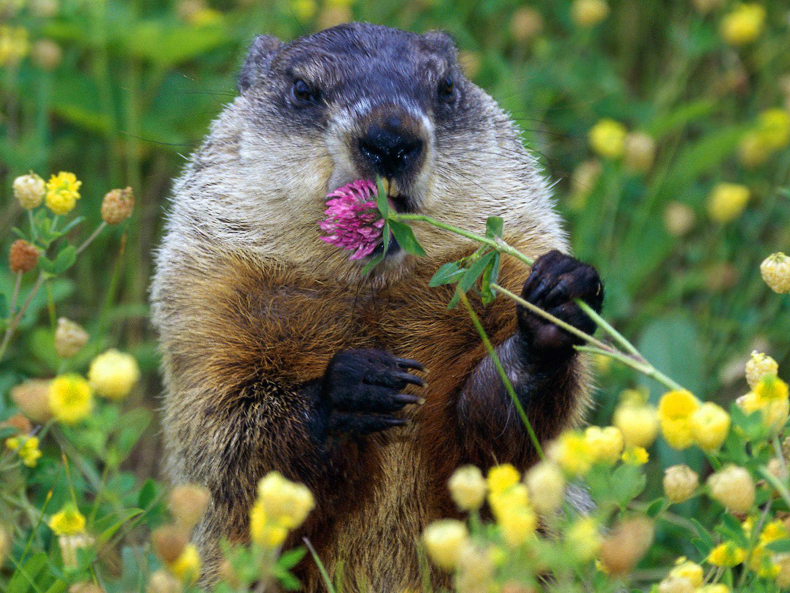 free Groundhog wallpaper wallpapers download