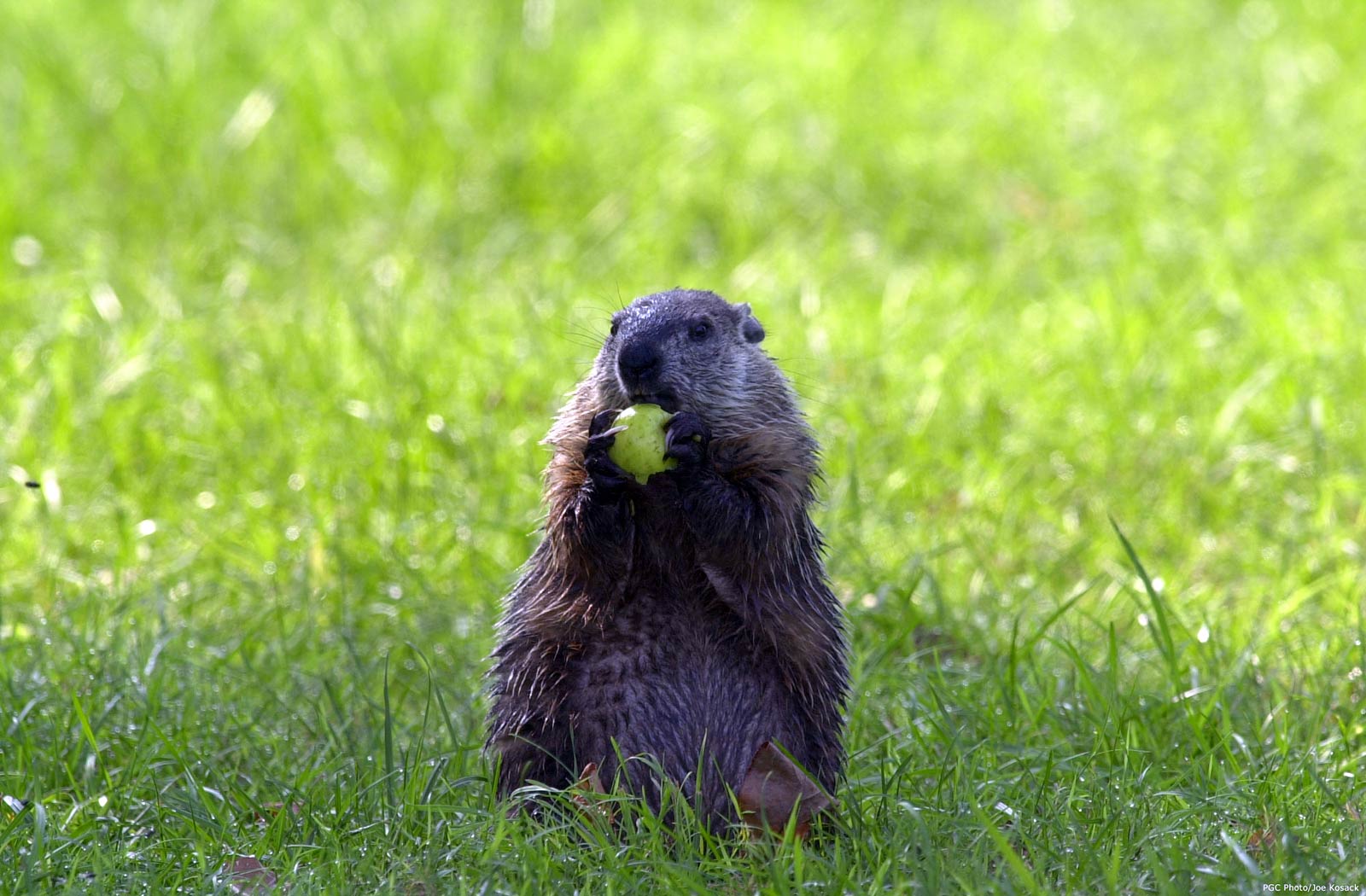 free Groundhog wallpaper wallpapers download